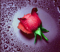 Rosa